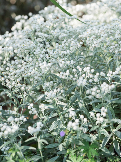 Anafalis trójnerwowy Anaphalis triplinervis 'Sommerschnee'
