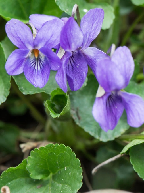 Fiołek wonny Viola odorata