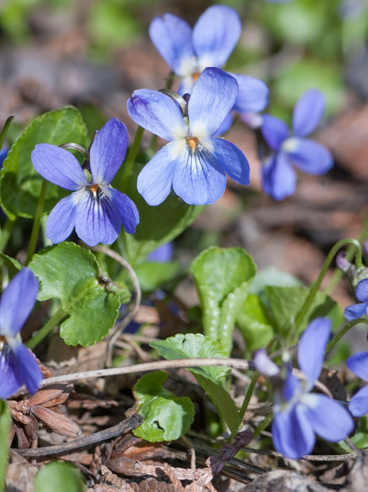 Fiołek wonny Viola odorata