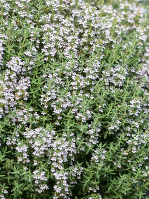 Tymianek pospolity Thymus vulgaris 'White'