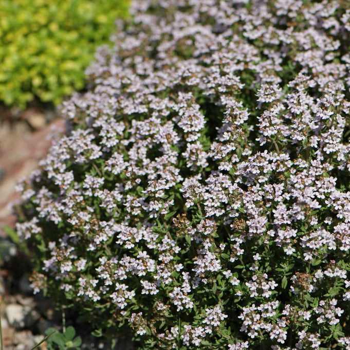 Tymianek pospolity Thymus vulgaris 'White'