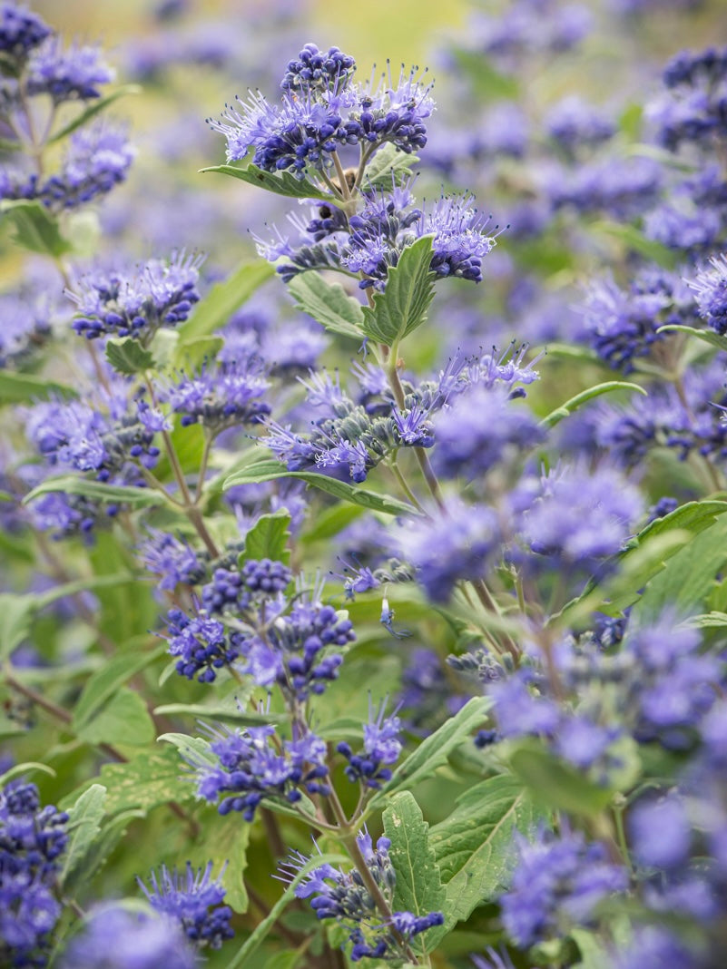 Barbula klandońska Caryopteris x clandonensis 'Emerald Crest'