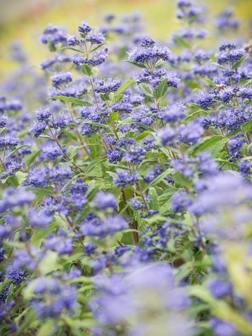 Barbula klandońska Caryopteris x clandonensis 'Emerald Crest'