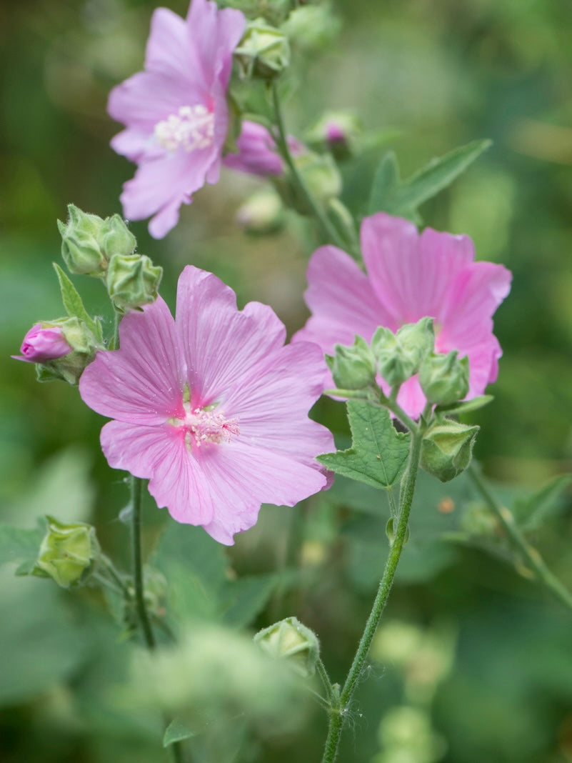 Ślaz piżmowy Malva moschata 'Rosea'