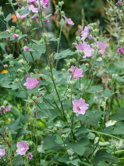Ślaz piżmowy Malva moschata 'Rosea'