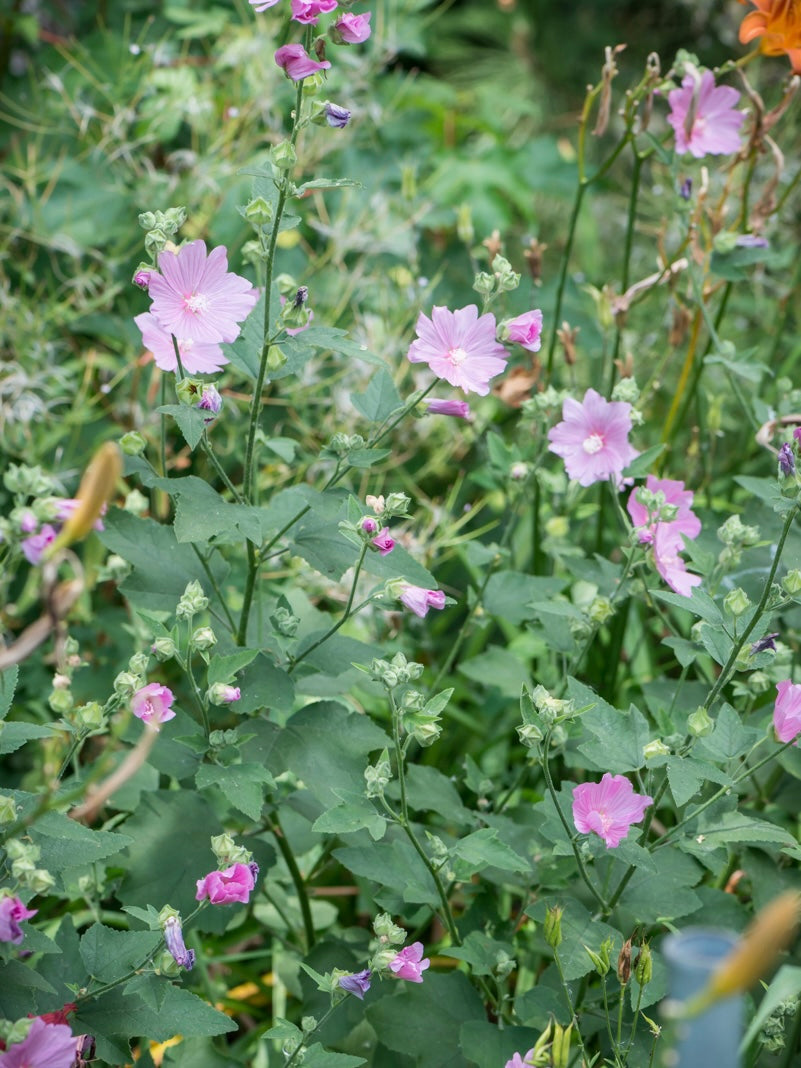 Ślaz piżmowy Malva moschata 'Rosea'