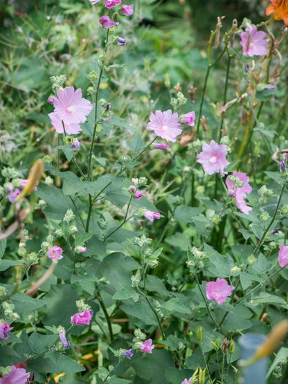 Ślaz piżmowy Malva moschata 'Rosea'