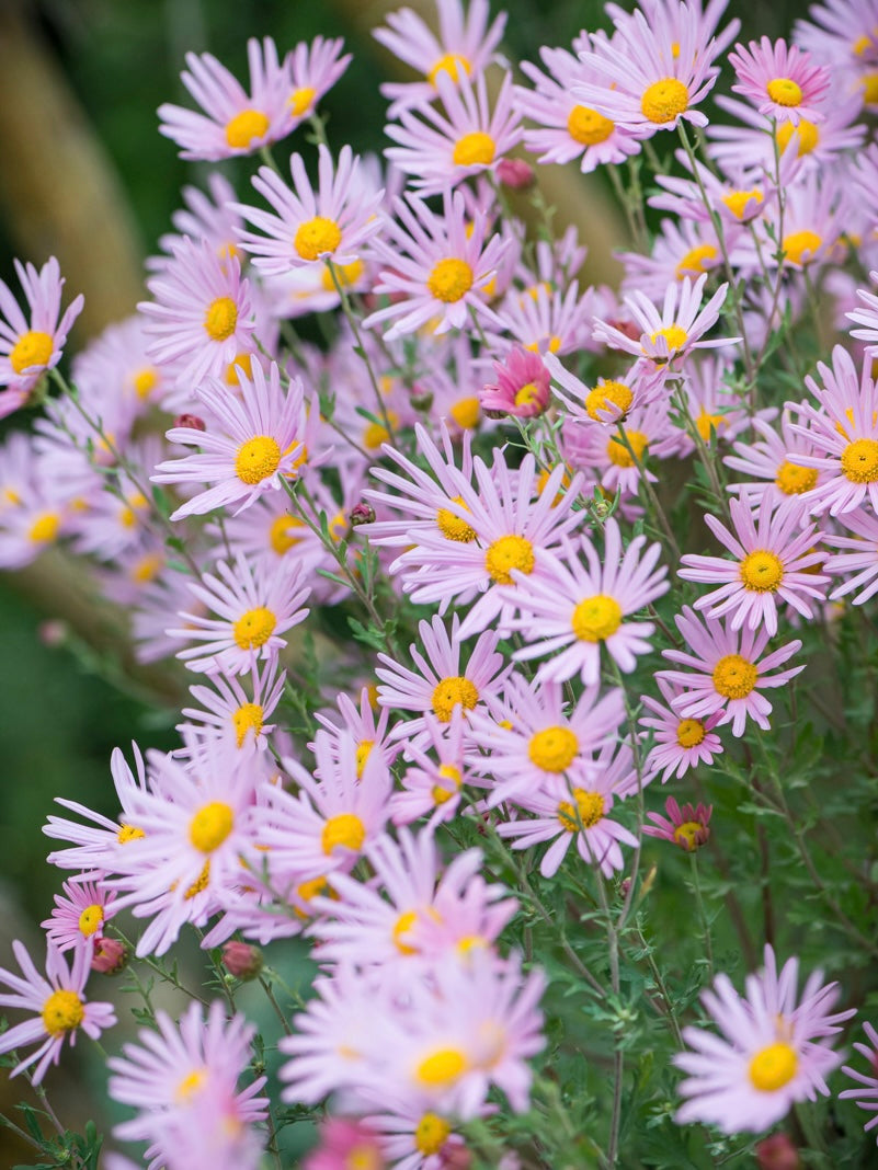 Złocień czerwonawy Chrysanthemum rubellum 'Clara Curtis'