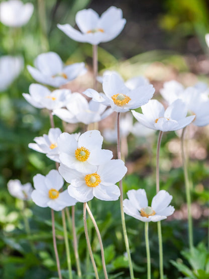 Zawilec wielkokwiatowy Anemone sylvestris 'Snow White'