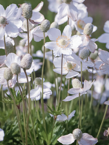 Zawilec wielkokwiatowy Anemone sylvestris 'Snow White'