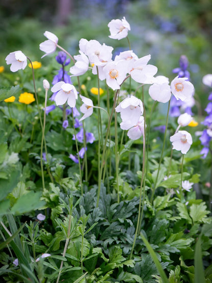 Zawilec wielkokwiatowy Anemone sylvestris 'Snow White'