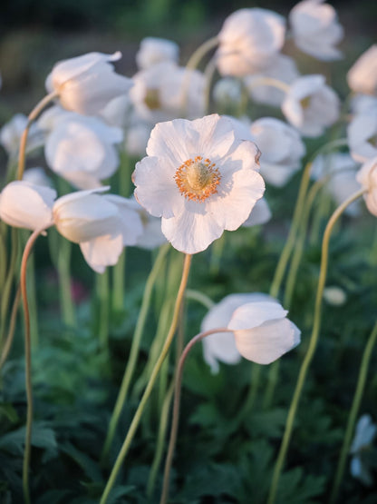 Zawilec wielkokwiatowy Anemone sylvestris 'Snow White'