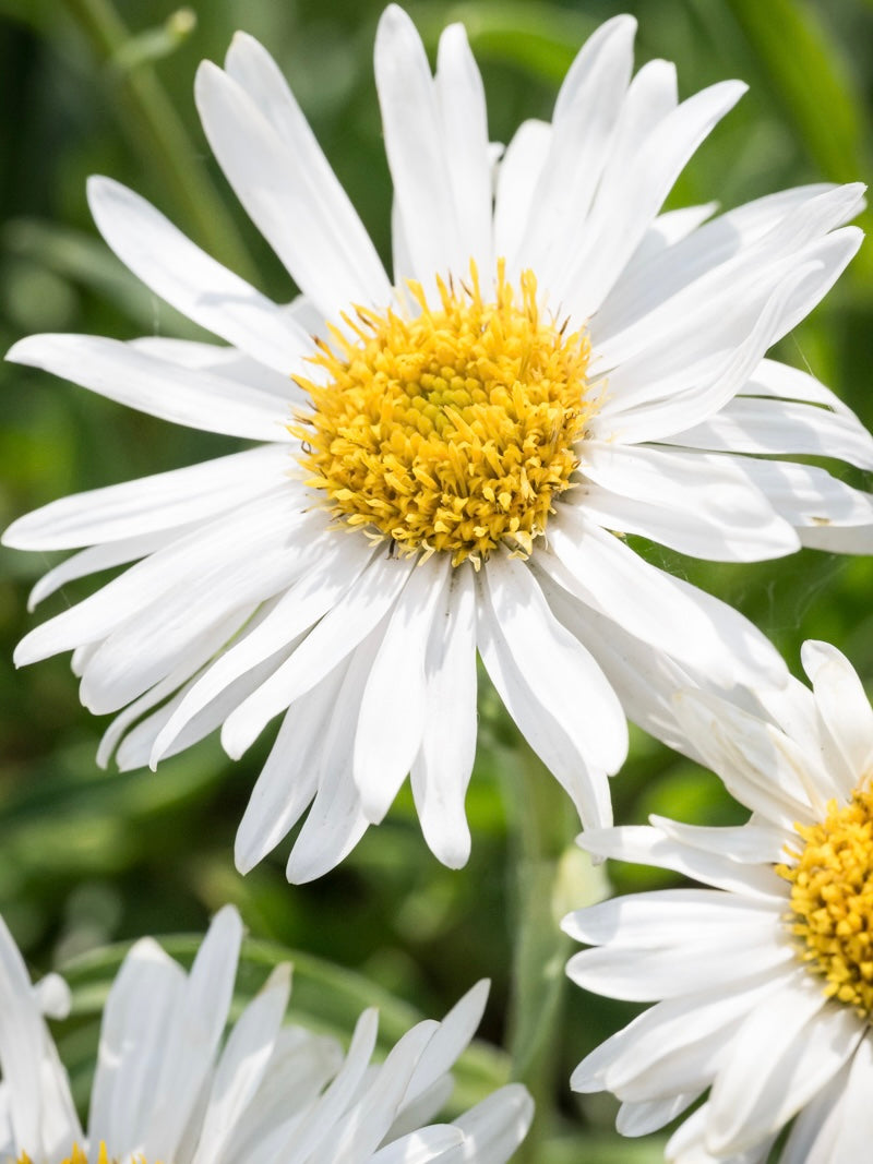Aster alpejski Aster alpinus 'White'