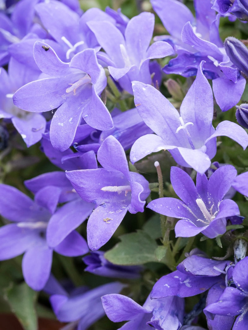 Dzwonek dalmatyński Campanula portenschlagiana 'Dome Blue'
