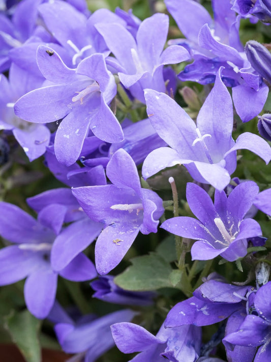 Dzwonek dalmatyński Campanula portenschlagiana 'Dome Blue'