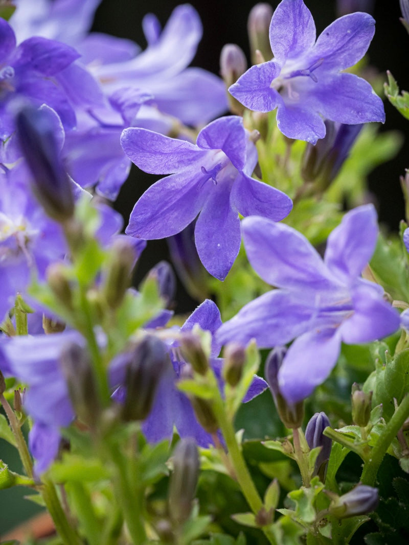 Dzwonek dalmatyński Campanula portenschlagiana 'Dome Blue'