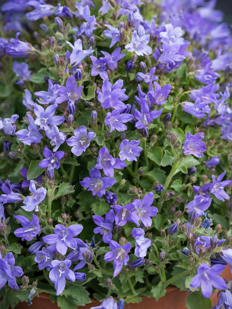 Dzwonek dalmatyński Campanula portenschlagiana 'Dome Blue'