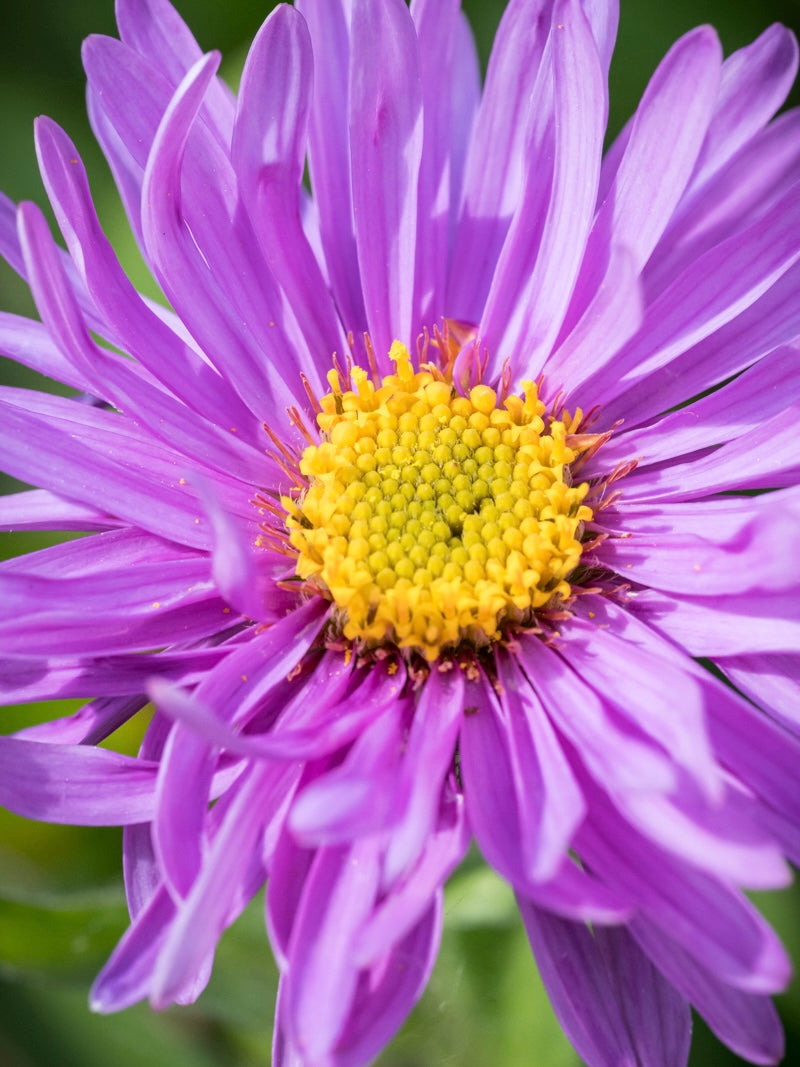 Aster alpejski Aster alpinus 'Happy End'