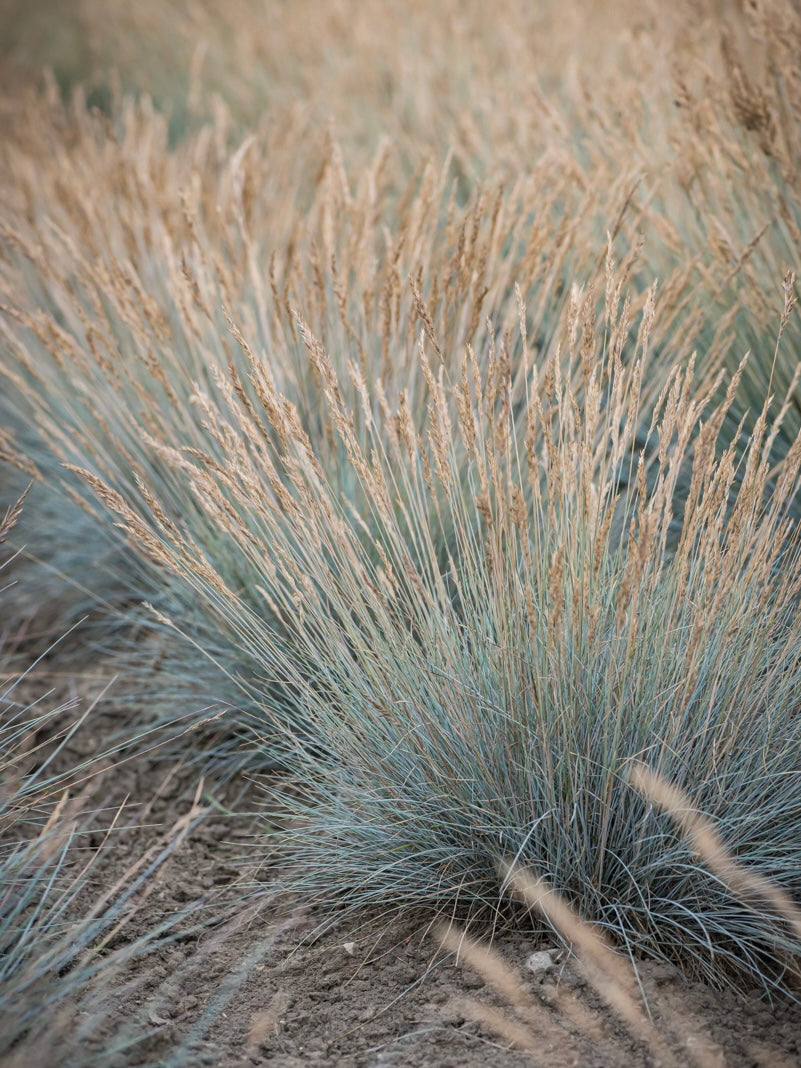 Kostrzewa sina Festuca glauca 'Blauglut'