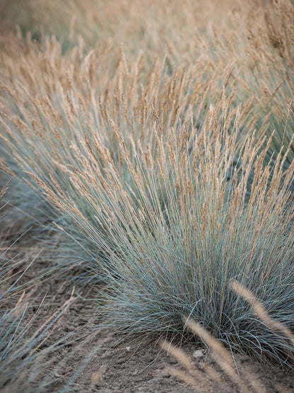 Kostrzewa sina Festuca glauca 'Blauglut'