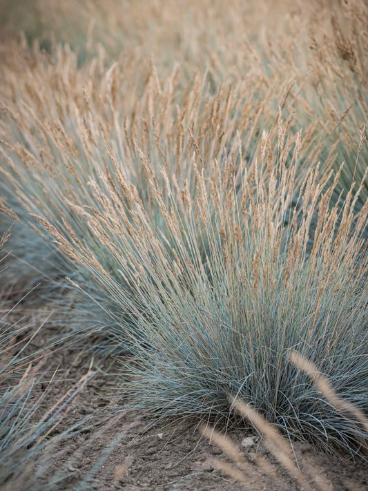 Kostrzewa sina Festuca glauca 'Blauglut'