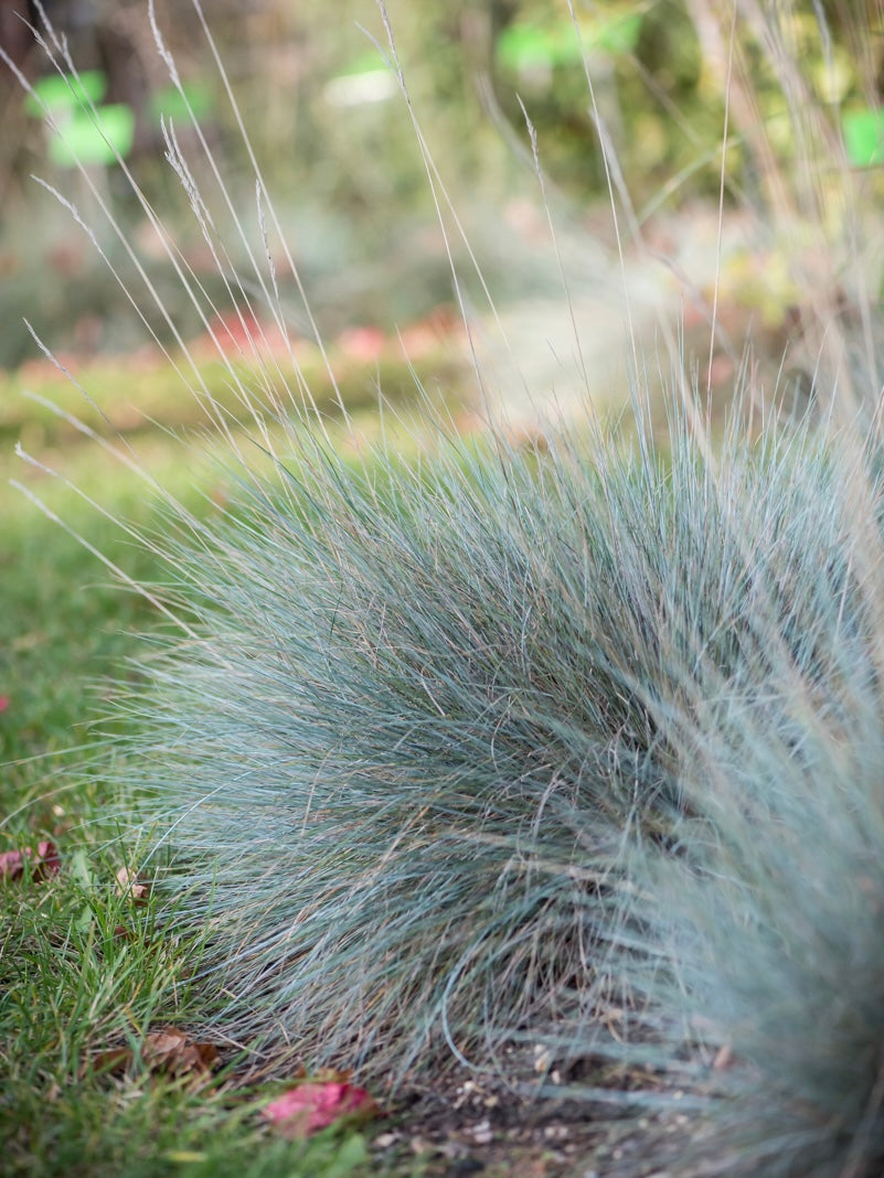 Kostrzewa sina Festuca glauca 'Blauglut'