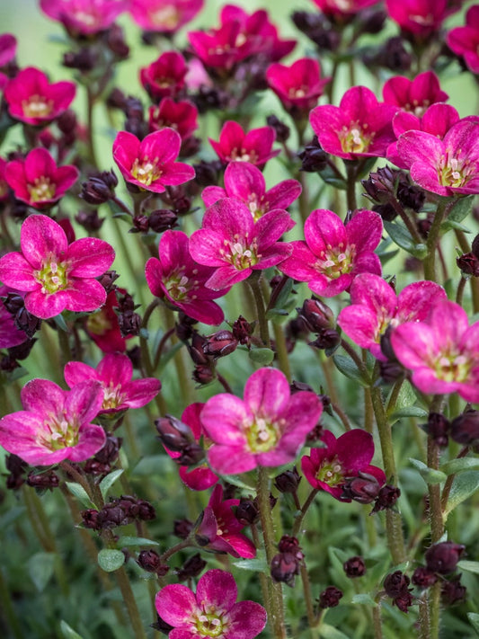Skalnica Arendsa Saxifraga x arendsii 'Ice Colours Red'