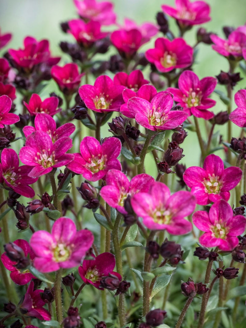 Skalnica Arendsa Saxifraga x arendsii 'Ice Colours Red'