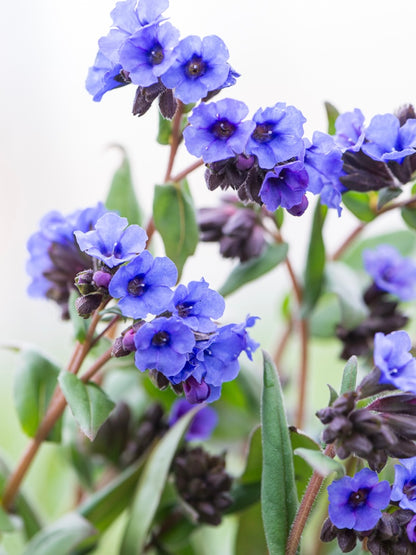Miodunka wąskolistna Pulmonaria angustifolia 'Blue Ensign'