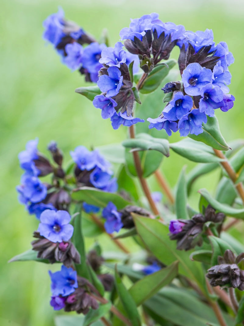 Miodunka wąskolistna Pulmonaria angustifolia 'Blue Ensign'