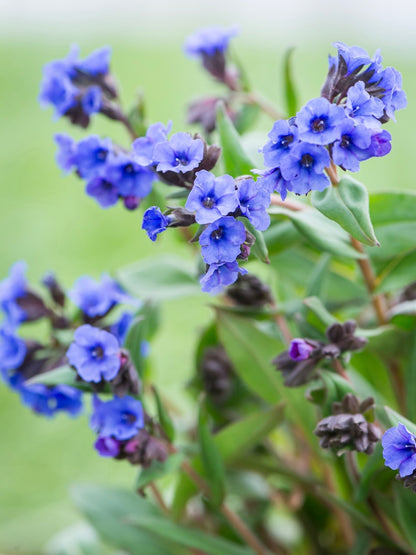 Miodunka wąskolistna Pulmonaria angustifolia 'Blue Ensign'