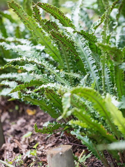 Języcznik zwyczajny Phyllitis scolopendrium 'Angustifolium'
