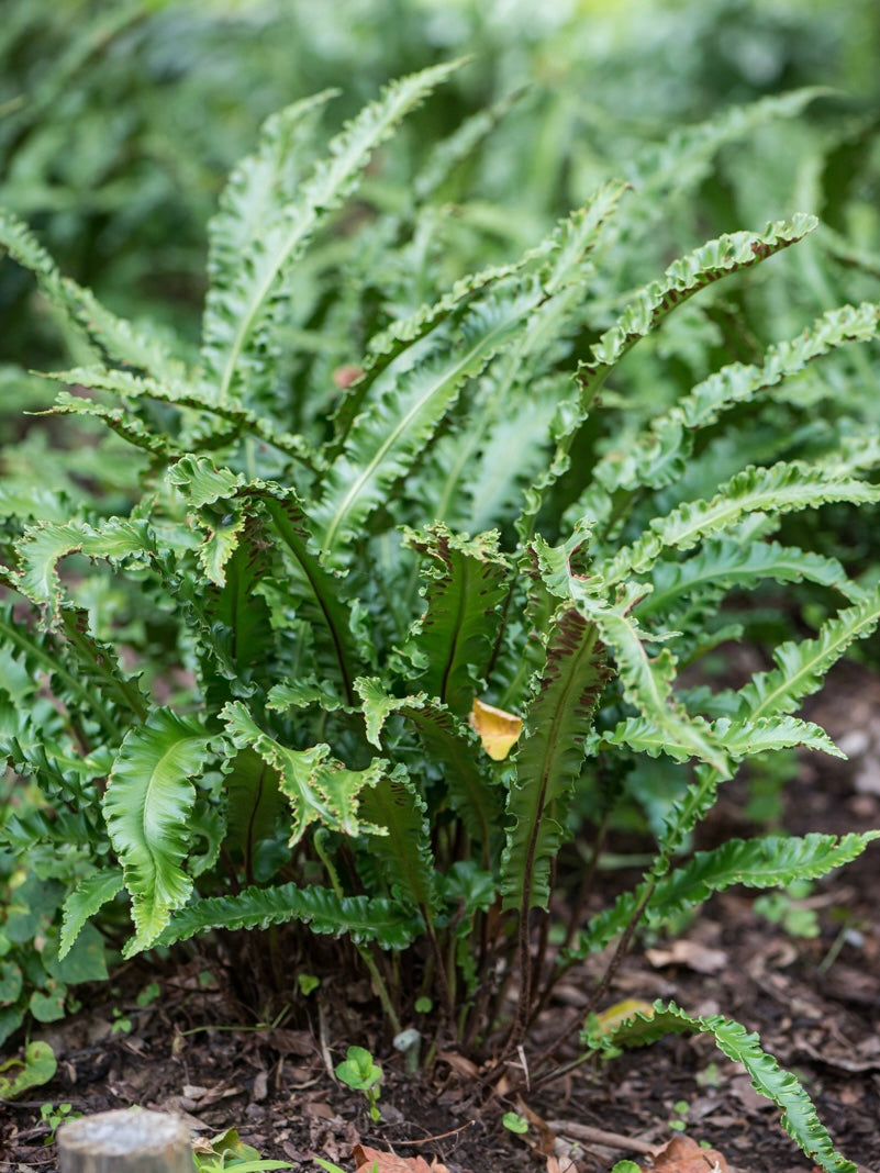 Języcznik zwyczajny Phyllitis scolopendrium 'Angustifolium'