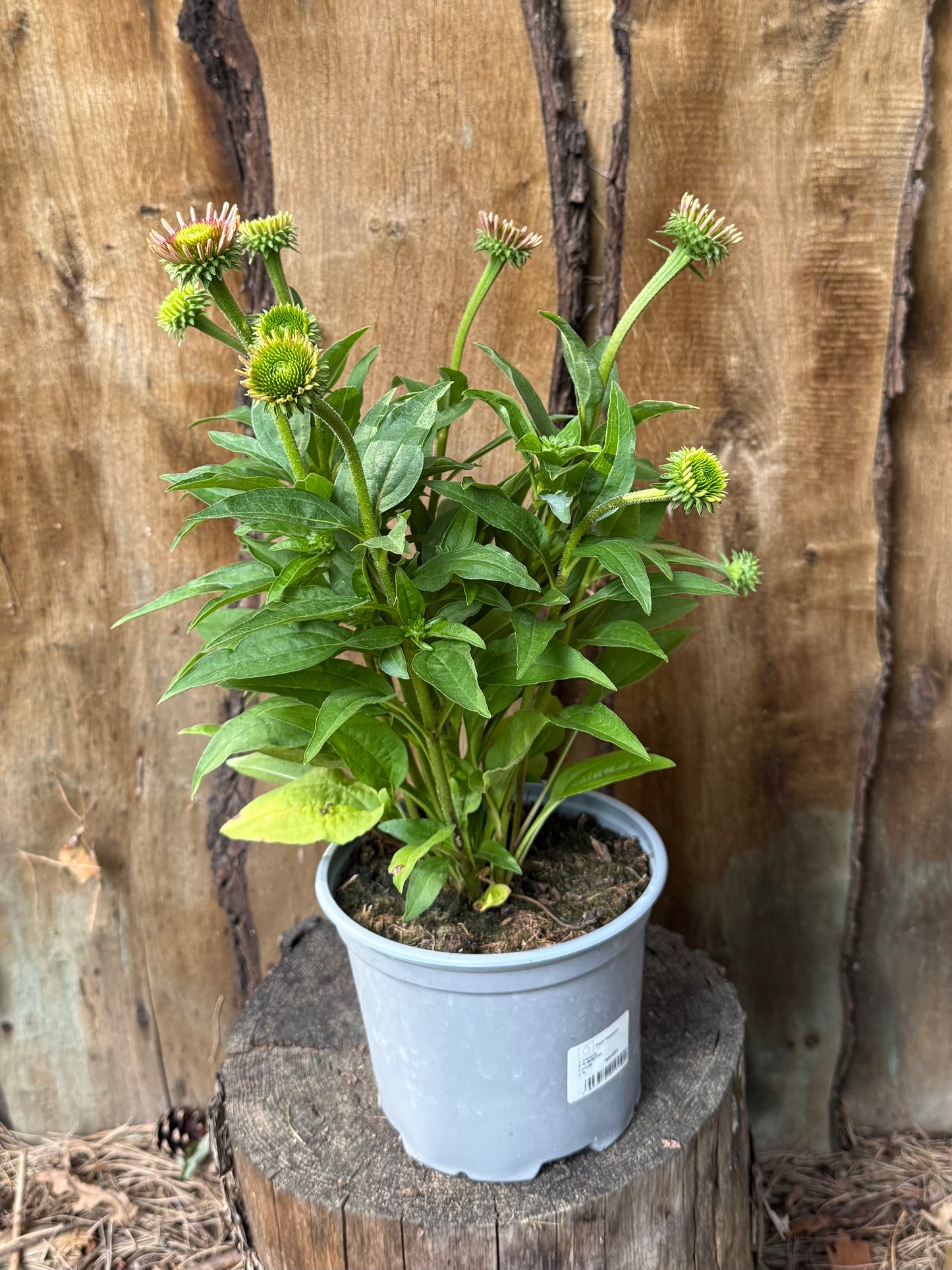 Jeżówka Echinacea 'SunMagic Vintage Watermelon'