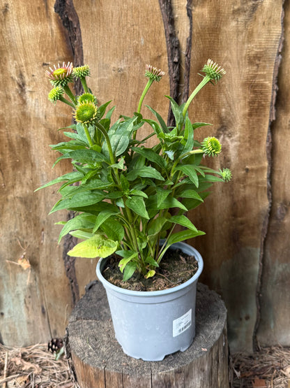 Jeżówka Echinacea 'SunMagic Vintage Watermelon'