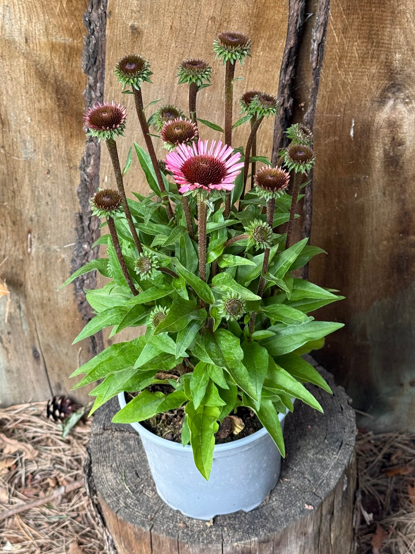 Jeżówka Echinacea 'SunMagic Vintage Brilliant Rose'