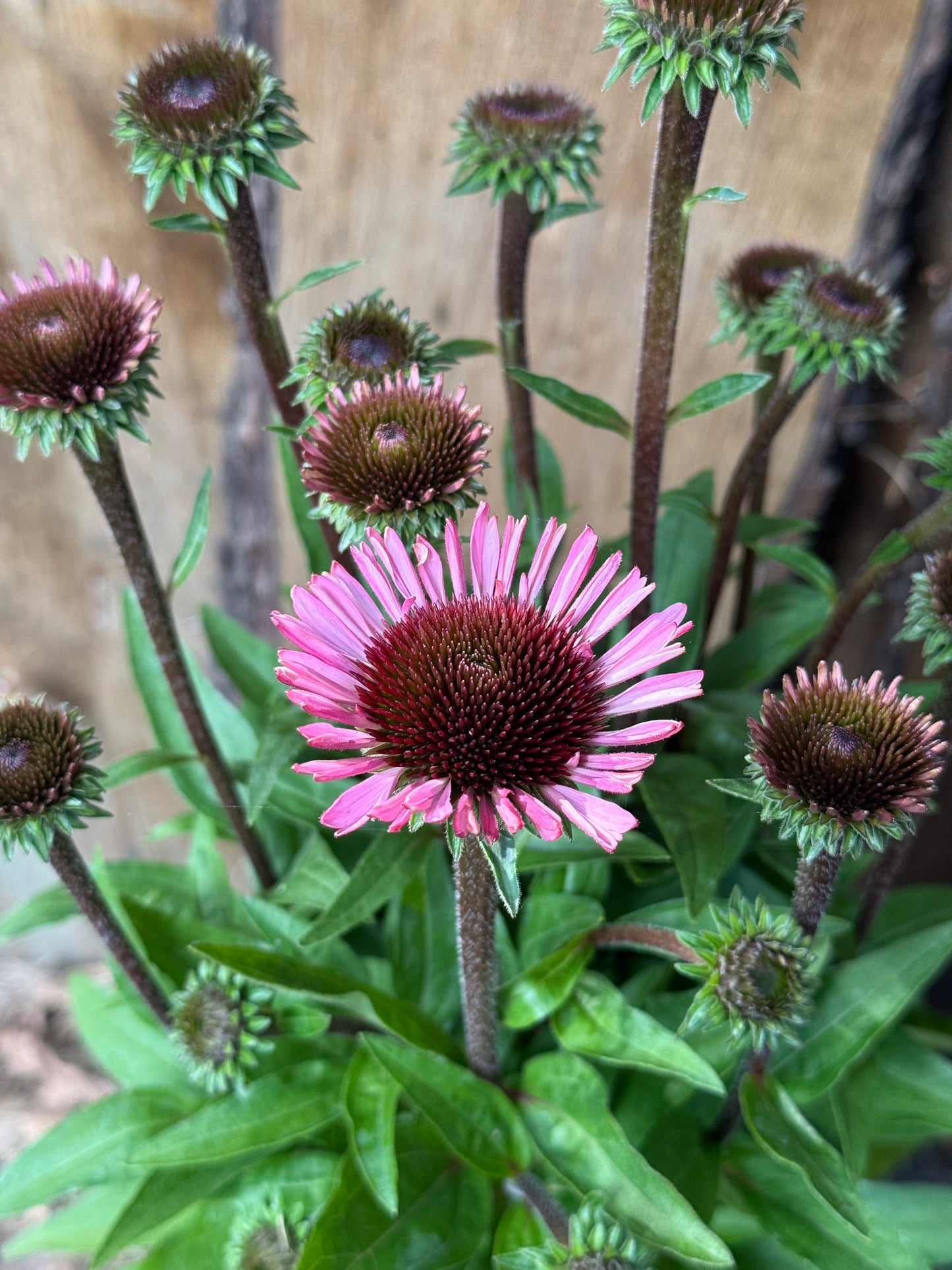 Jeżówka Echinacea 'SunMagic Vintage Brilliant Rose'