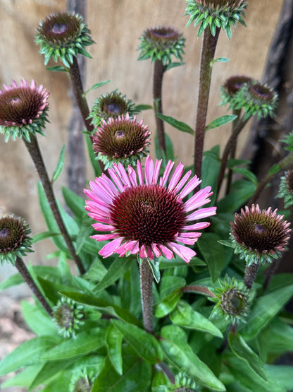 Jeżówka Echinacea 'SunMagic Vintage Brilliant Rose'