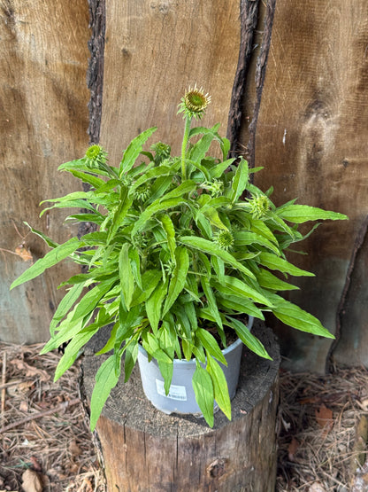 Jeżówka Echinacea 'Papallo Globe Rose'
