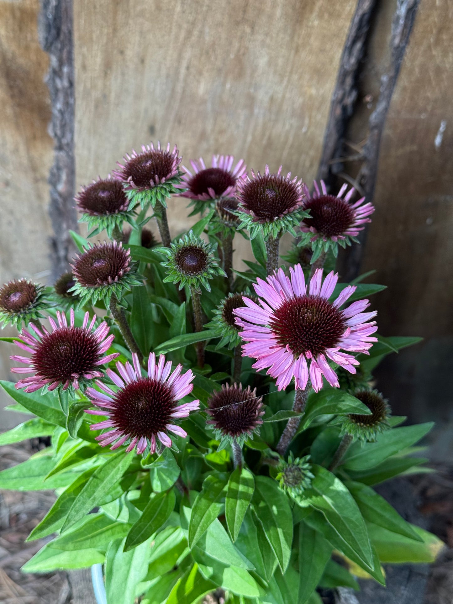 Jeżówka Echinacea 'SunMagic Vintage Brilliant Rose'