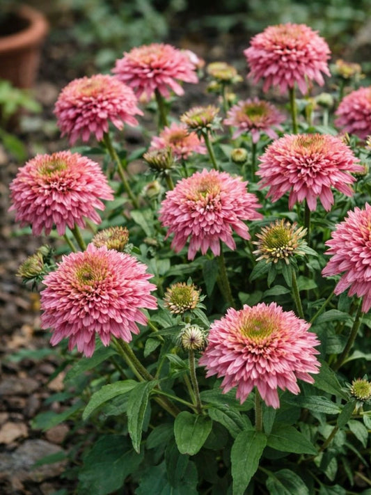 Jeżówka Echinacea 'Papallo Globe Rose'