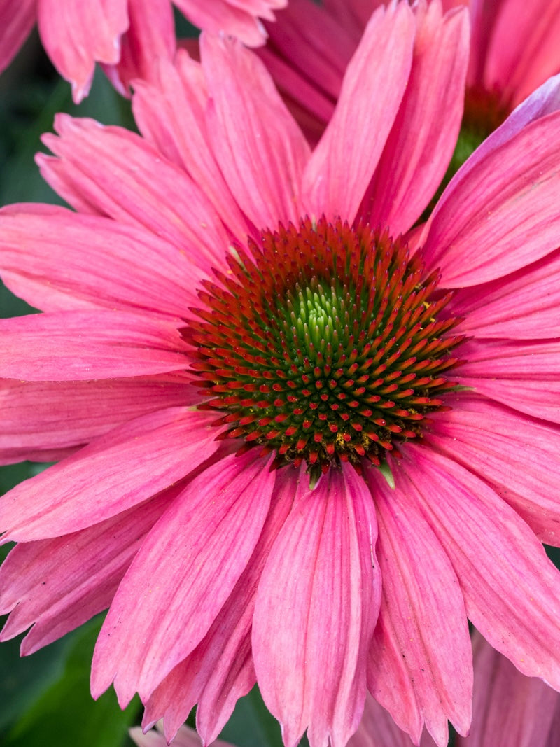Jeżówka Echinacea 'SunMagic Vintage Watermelon'