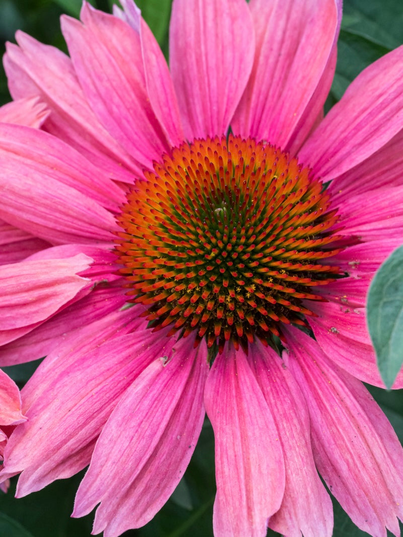 Jeżówka Echinacea 'SunMagic Vintage Watermelon'