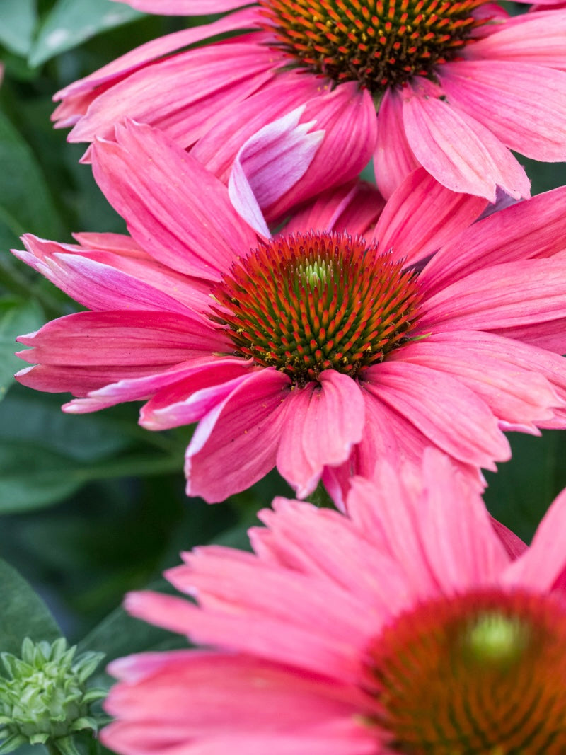 Jeżówka Echinacea 'SunMagic Vintage Watermelon'
