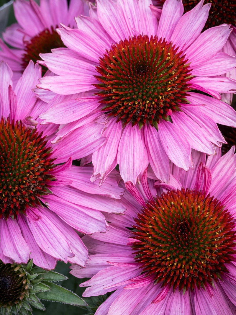 Jeżówka Echinacea 'SunMagic Vintage Brilliant Rose'