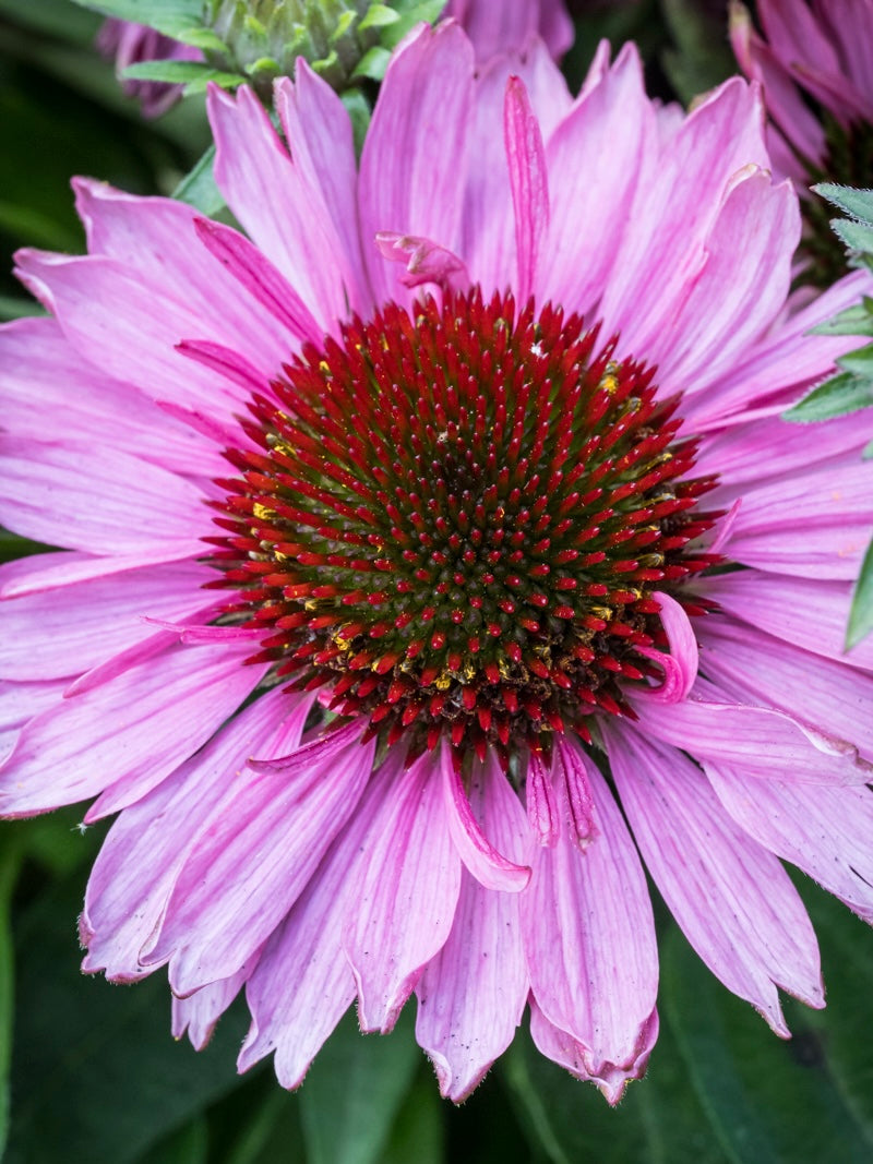Jeżówka Echinacea 'SunMagic Vintage Brilliant Rose'