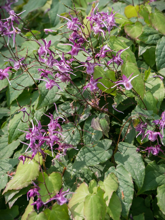 Epimedium Younga Epimedium x youngianum 'Roseum'