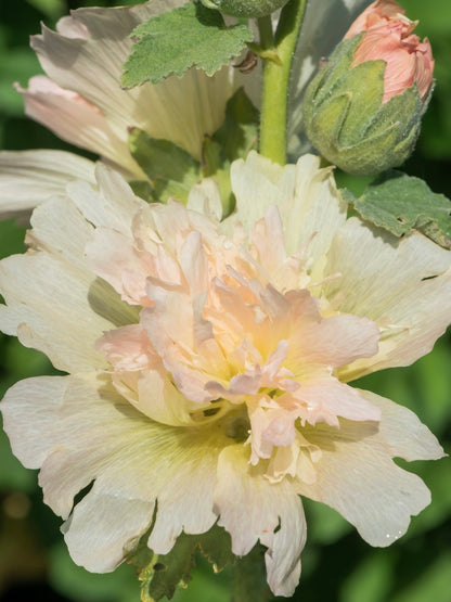 Malwa łososiowa Alcea rosea 'Spring Celebrities Apricot'