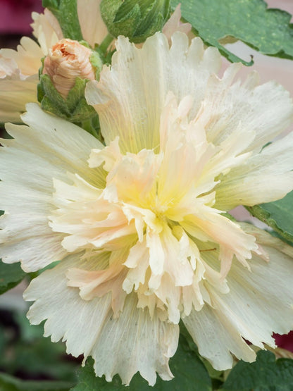 Malwa łososiowa Alcea rosea 'Spring Celebrities Apricot'