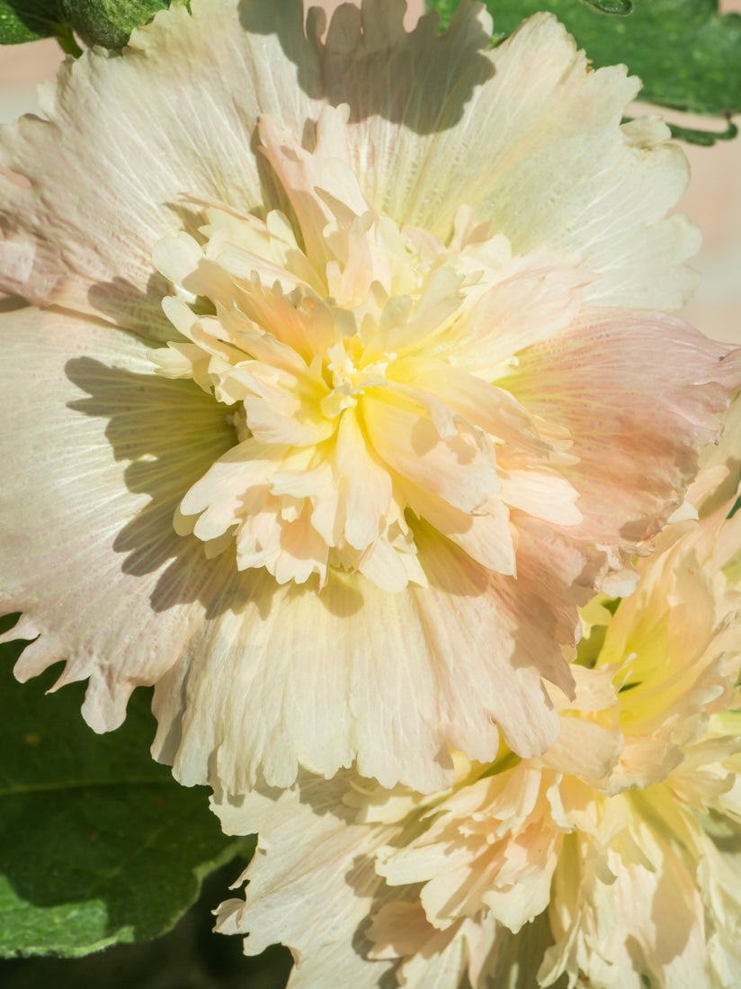 Malwa łososiowa Alcea rosea 'Spring Celebrities Apricot'